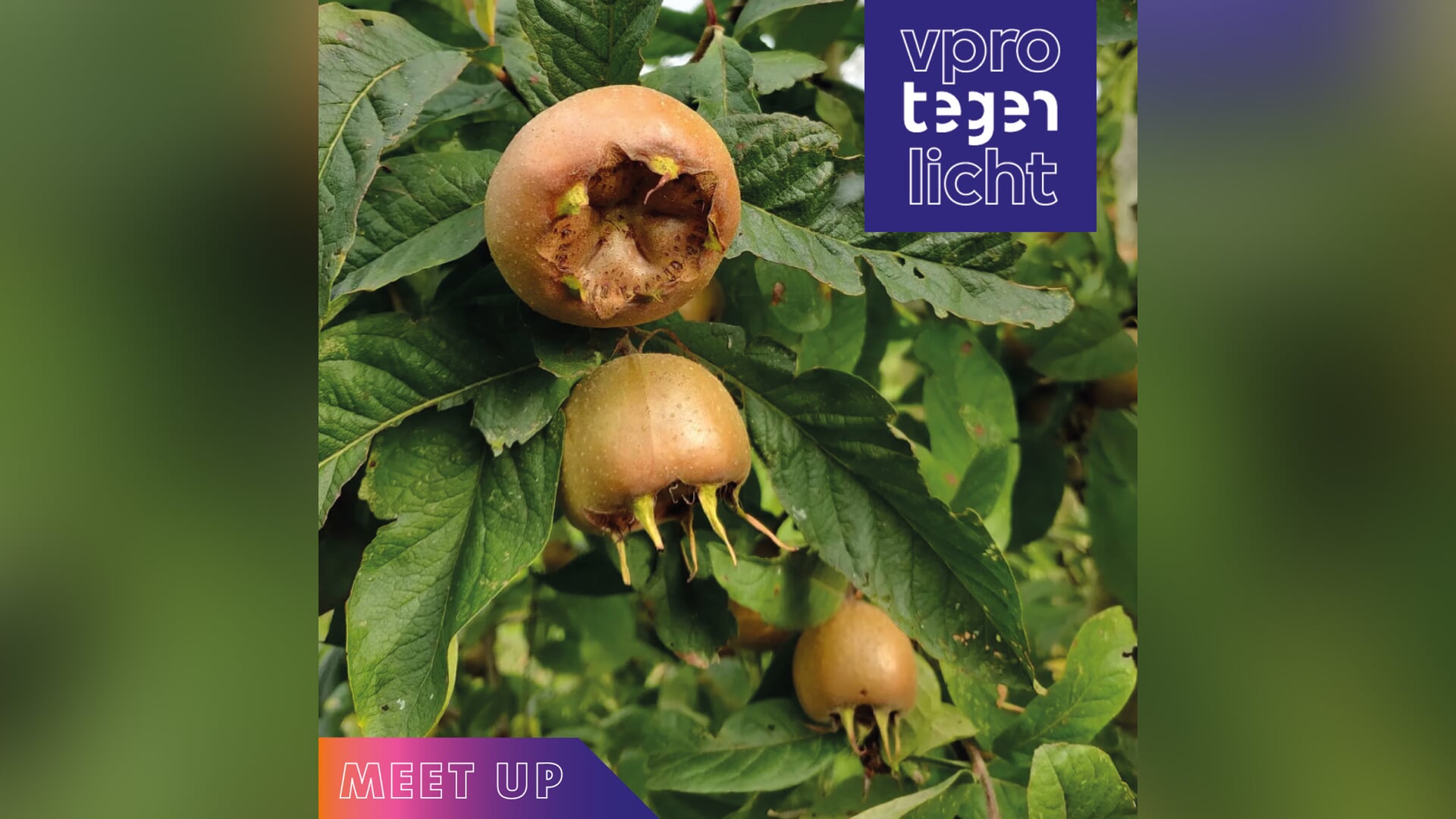 Tegenlicht Meet Up ‘Natuurherstel’