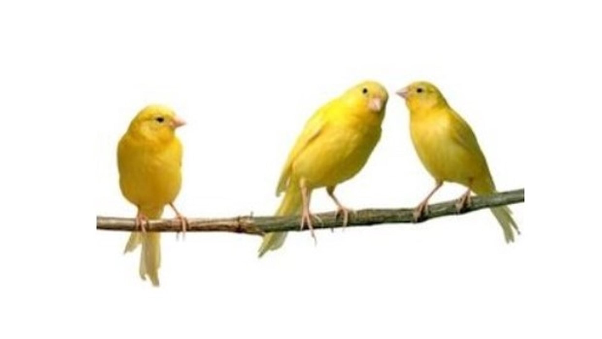 Regionale vogeltentoonstelling Vogelvreugd Dinther