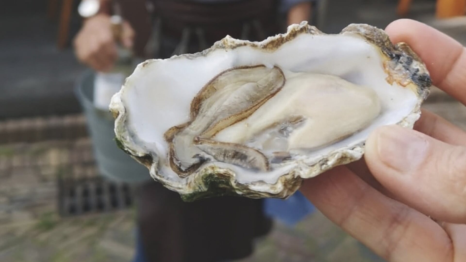 Het ambacht van de oester | Vaknieuws voor de horecabranche