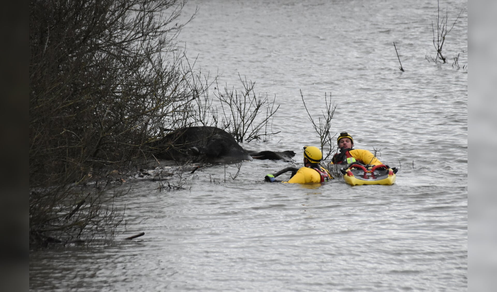 Koe verdronken door hoogwater | Bommelerwaardgids