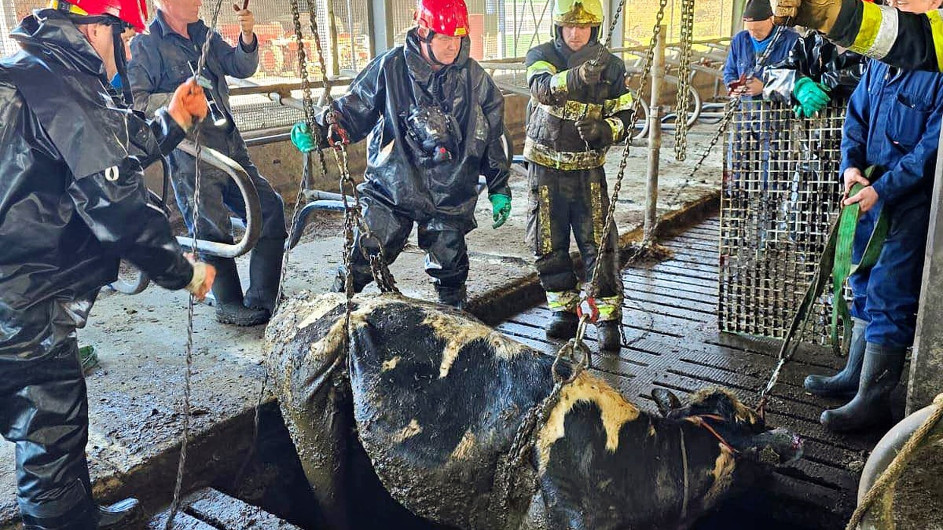 Brandweer redt koeien uit mestput