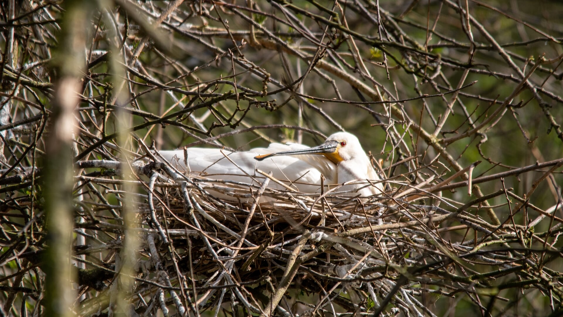 Lepelaars terug bij Bieslandse Bos