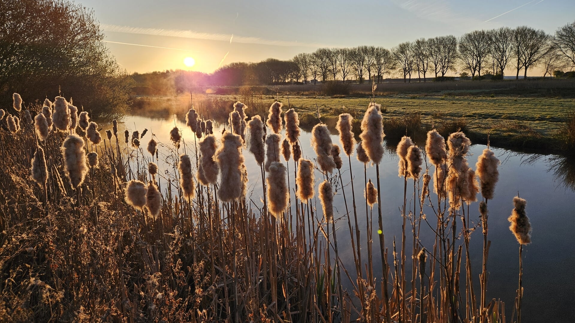 Broedvogels in het Krekengebied