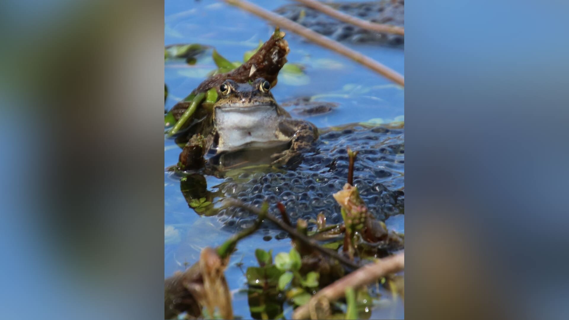 Tellingen paddentrek in Zoetermeer