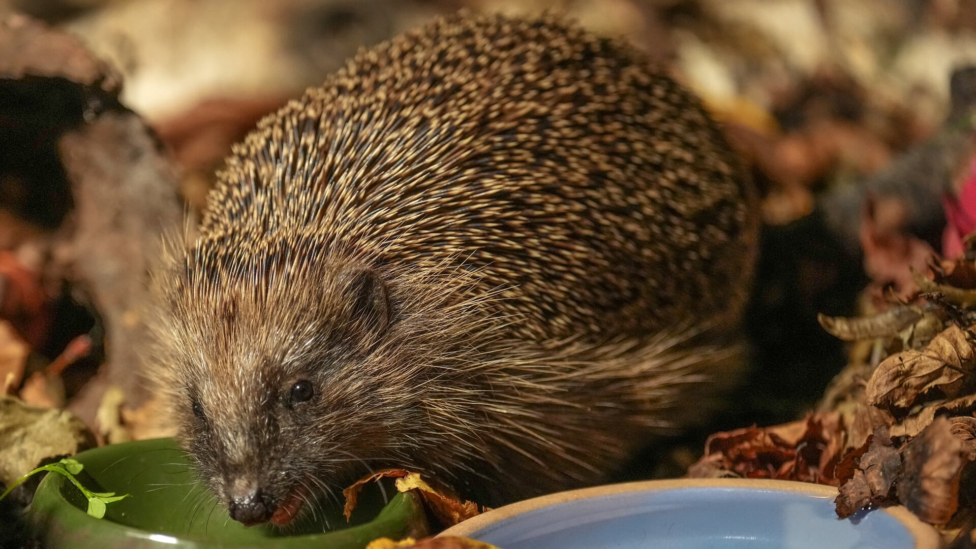 Egels helpen in de tuin