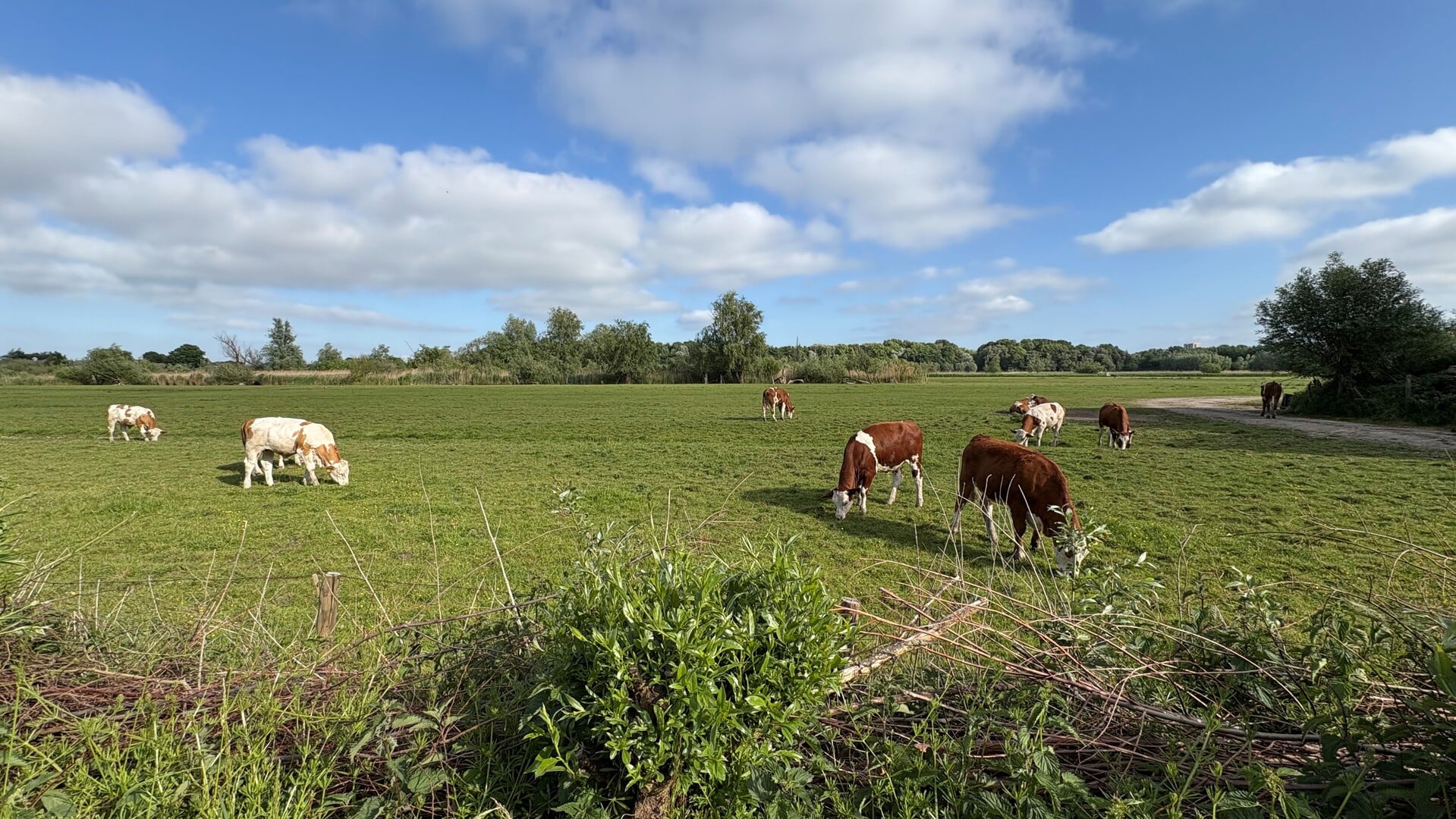 Weekverwachting: veel wisselvalligheid met soms een stevige wind