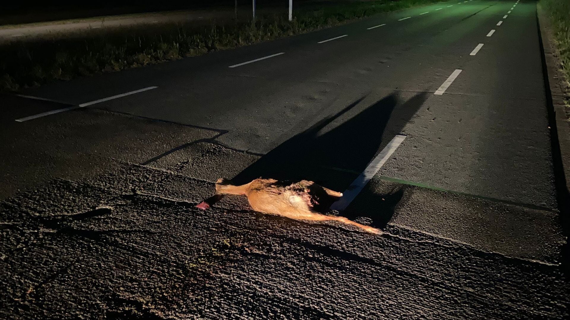 Ree aangereden op Sonseweg