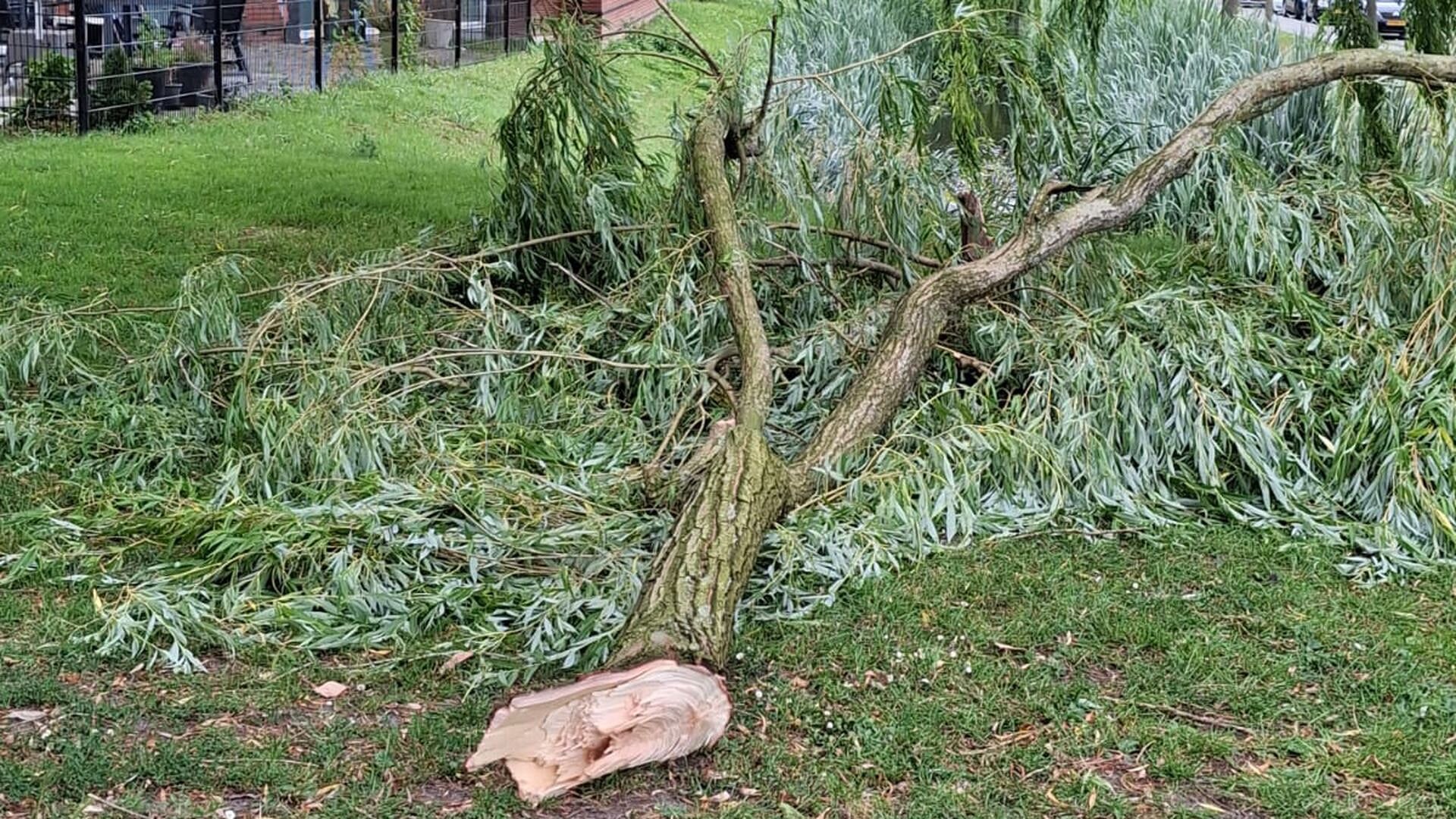 Gelukkig alleen gras geraakt: enorme tak breekt af