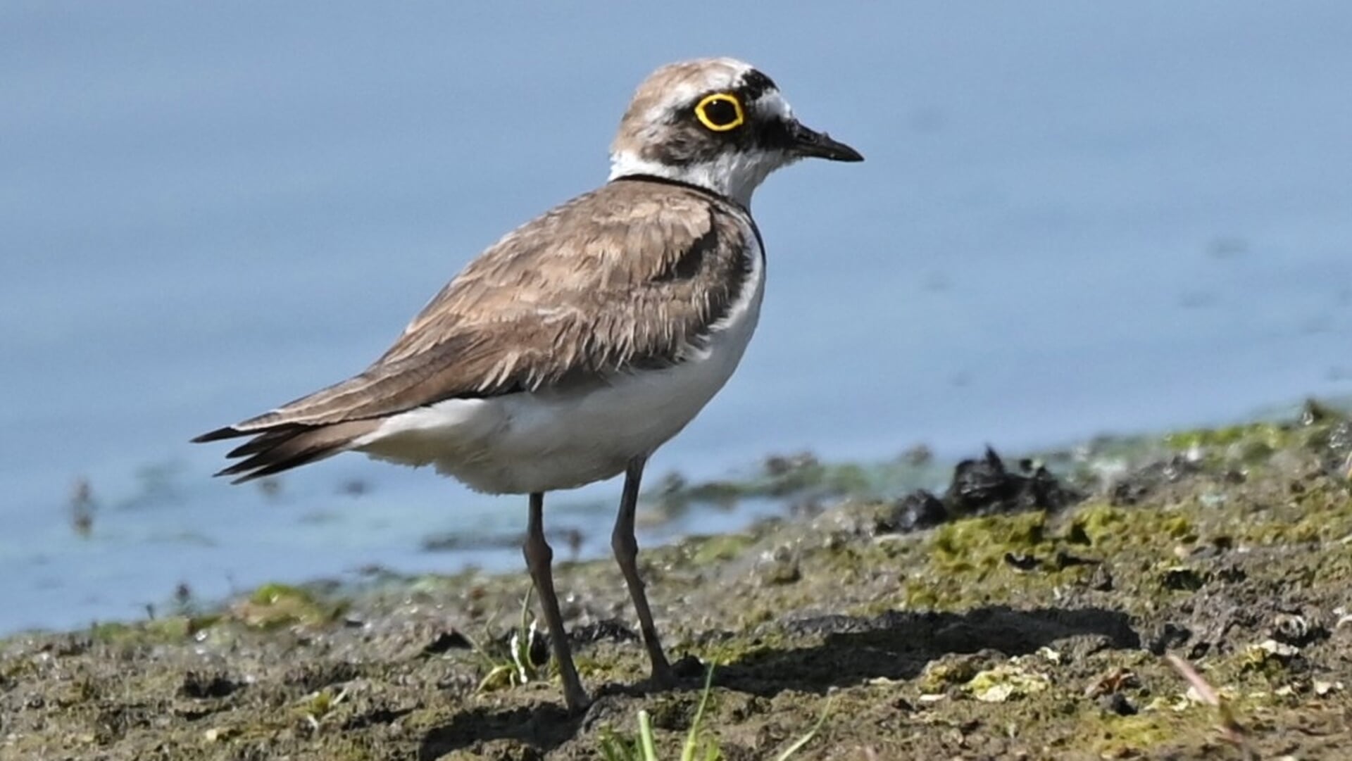 Zeldzame vogel gefotografeerd in De Groenzoom