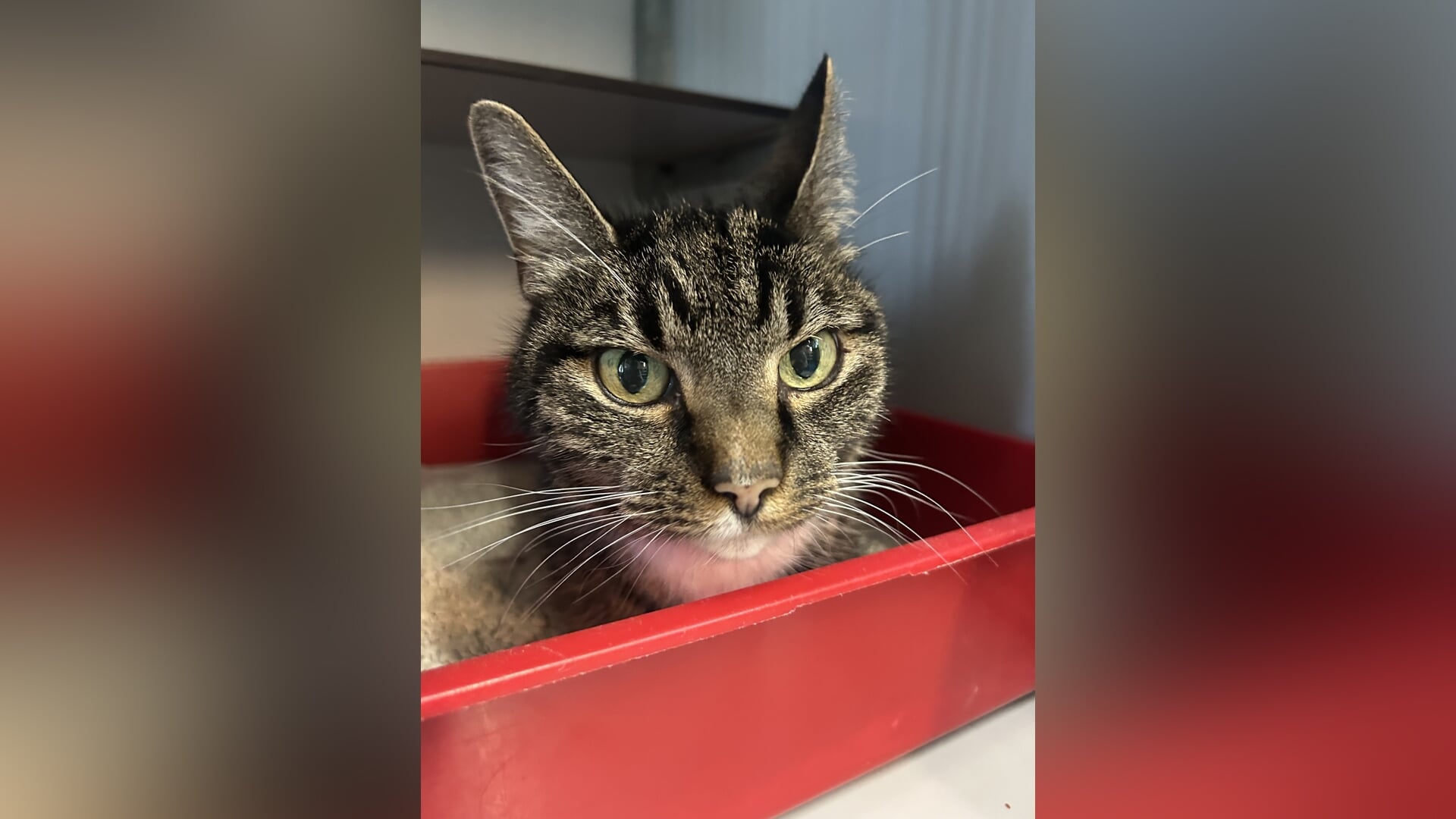 Dierentehuis zet in de spotlight: Muffie (15)