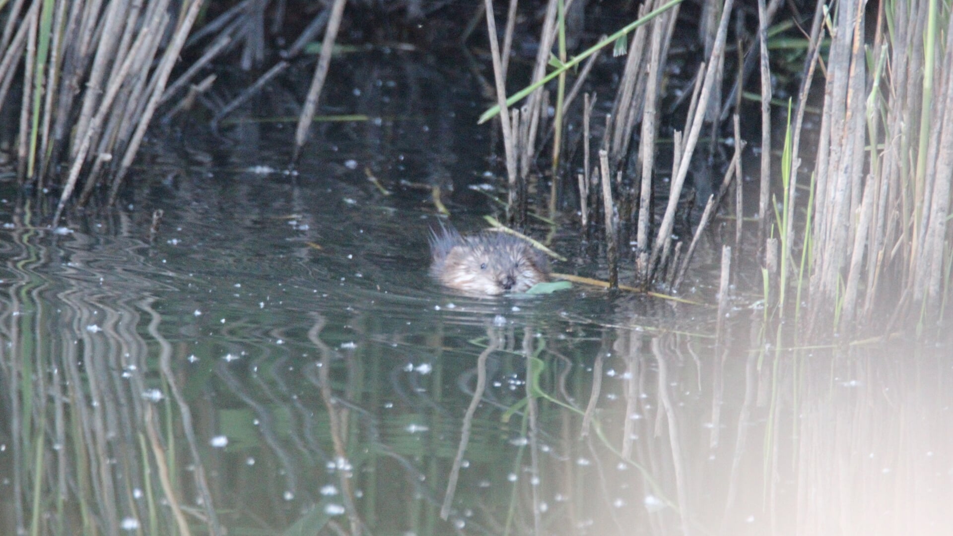 Muskusrat gesignaleerd in de Dommel bij Sint-Oedenrode