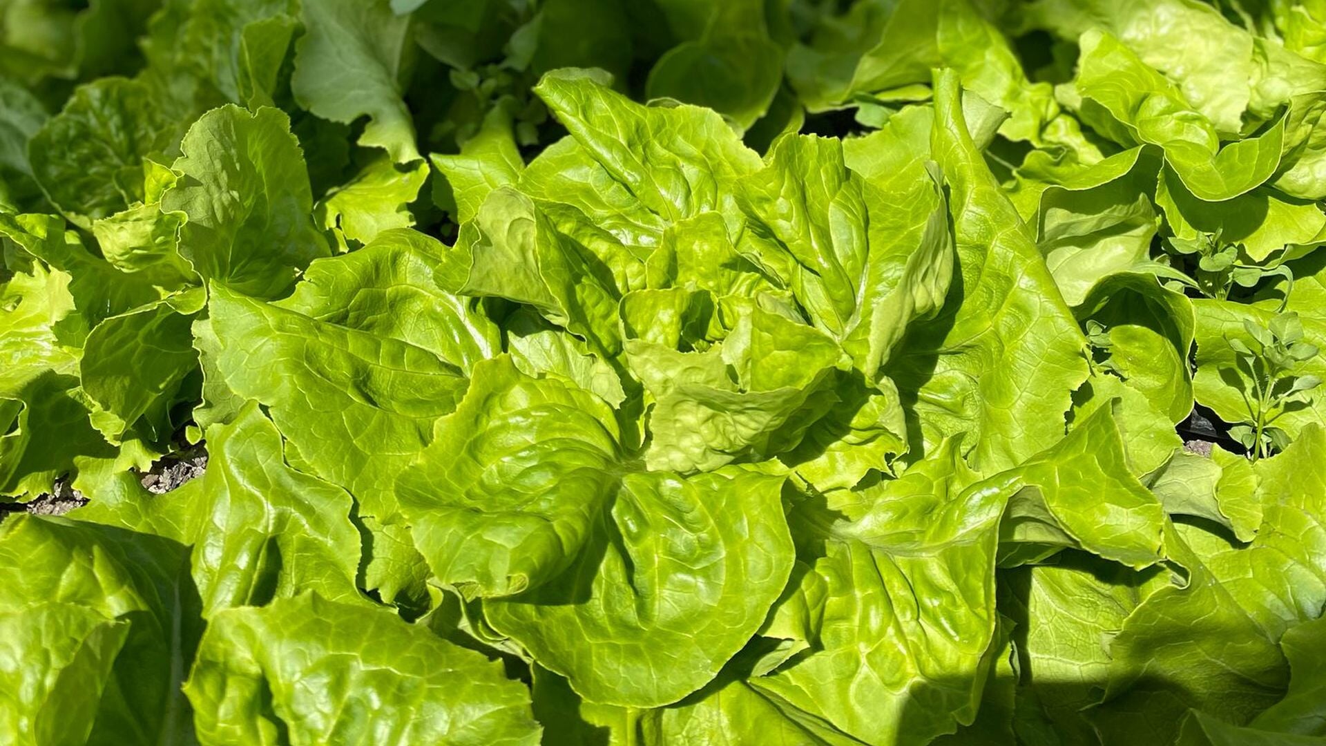 Open Dag Zelfoogsttuin Ús Hôf in Sibrandabuorren - Kom kijken, proeven en ontdekken!