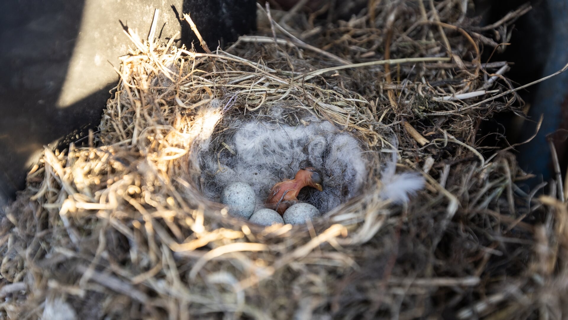 Vogels kiezen bijzondere broedplekken