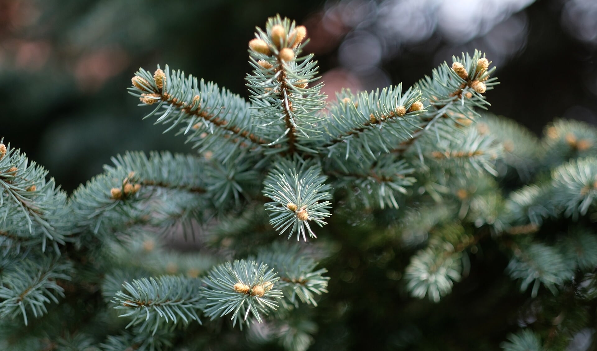 Kerstbomen gratis aan huis opgehaald in Harderwijk