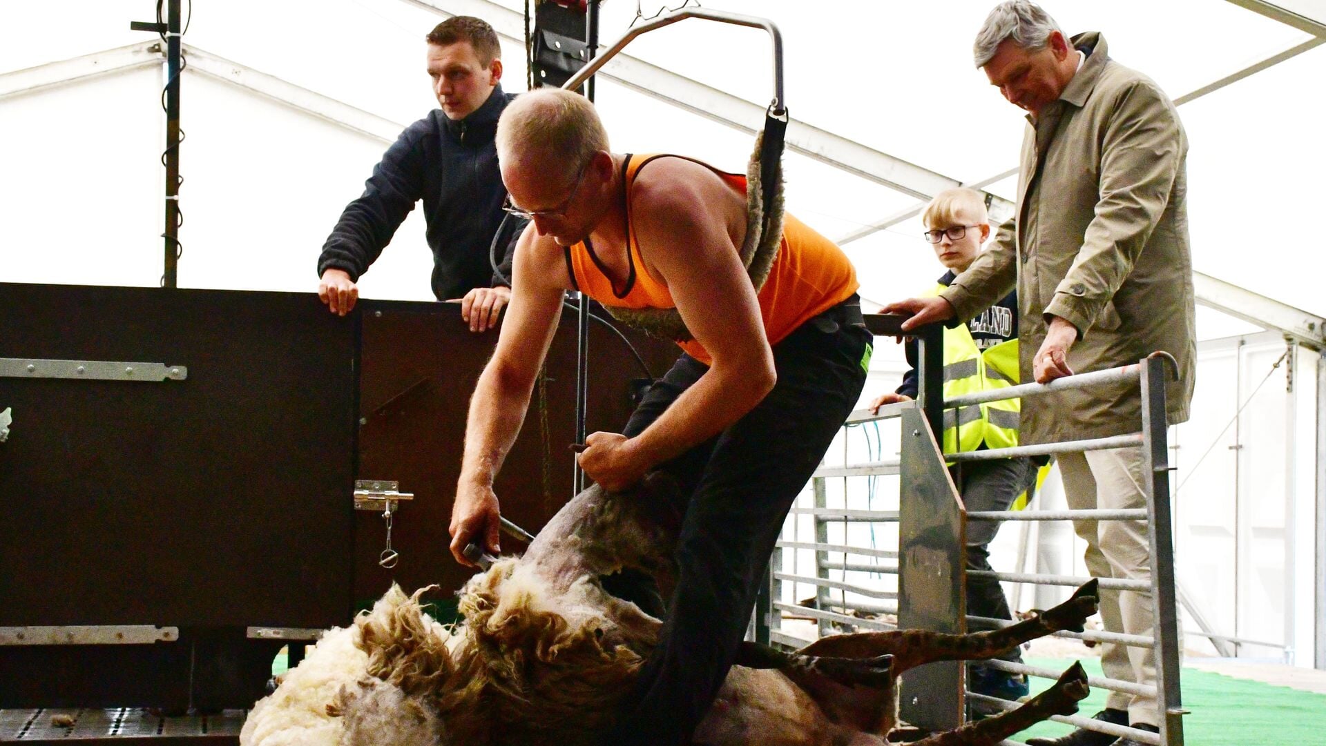 Schapenscheermarathon levert 17.000 op voor KWF