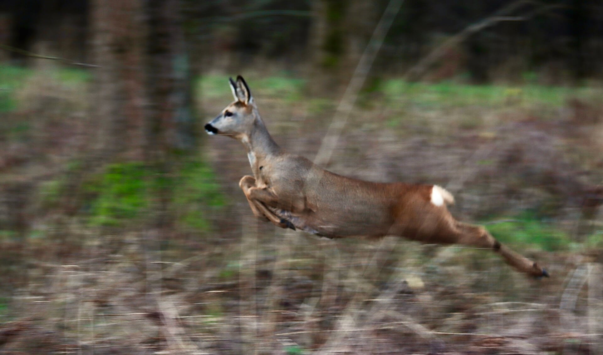 Reeën in Nieuw Wulven - Houtens Nieuws | Nieuws uit de regio Houten