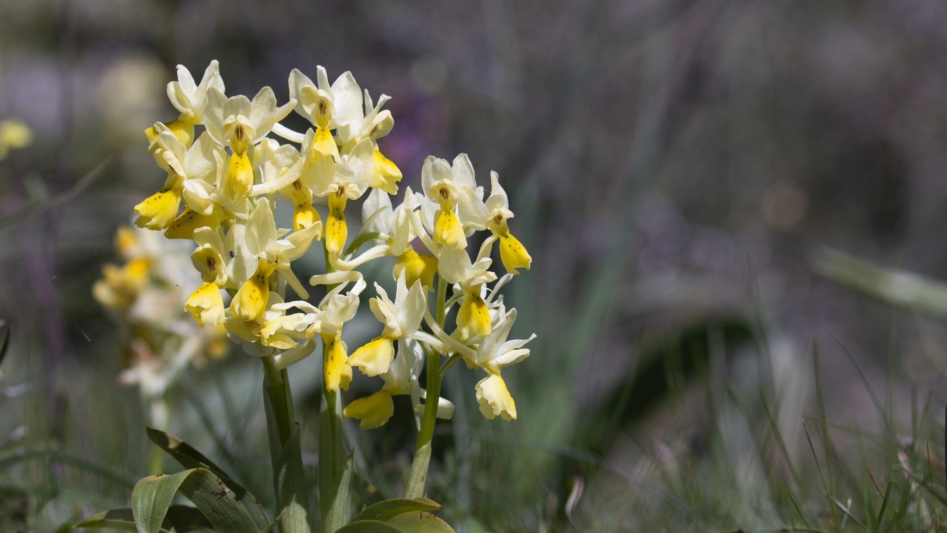 Lezing over orchideeën in de rotstuin door Joost Riksen