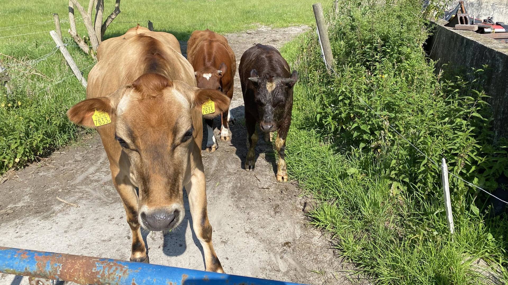 Stiertje gered uit mestkelder in Ruigahuizen