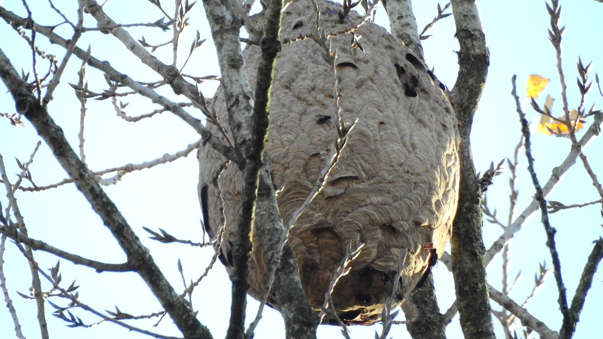 Hoornaars steeds groter probleem