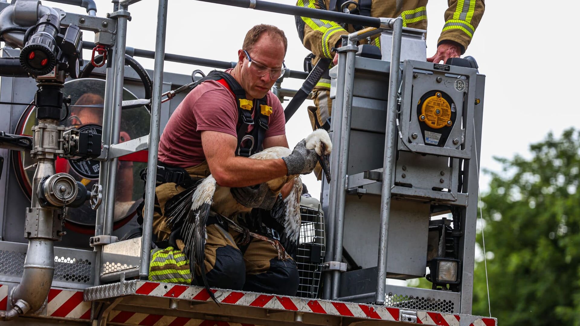 Ooievaar verstrikt in nest, brandweer schiet te hulp