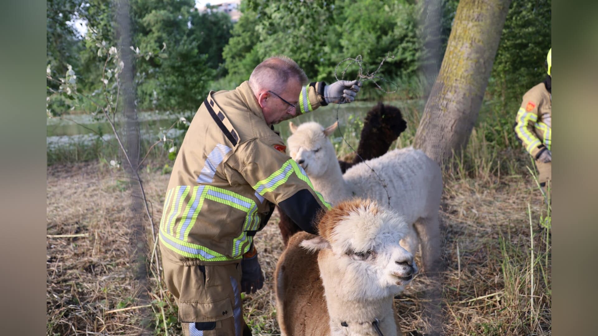 Alpaca uit prikkeldraad gered door brandweer