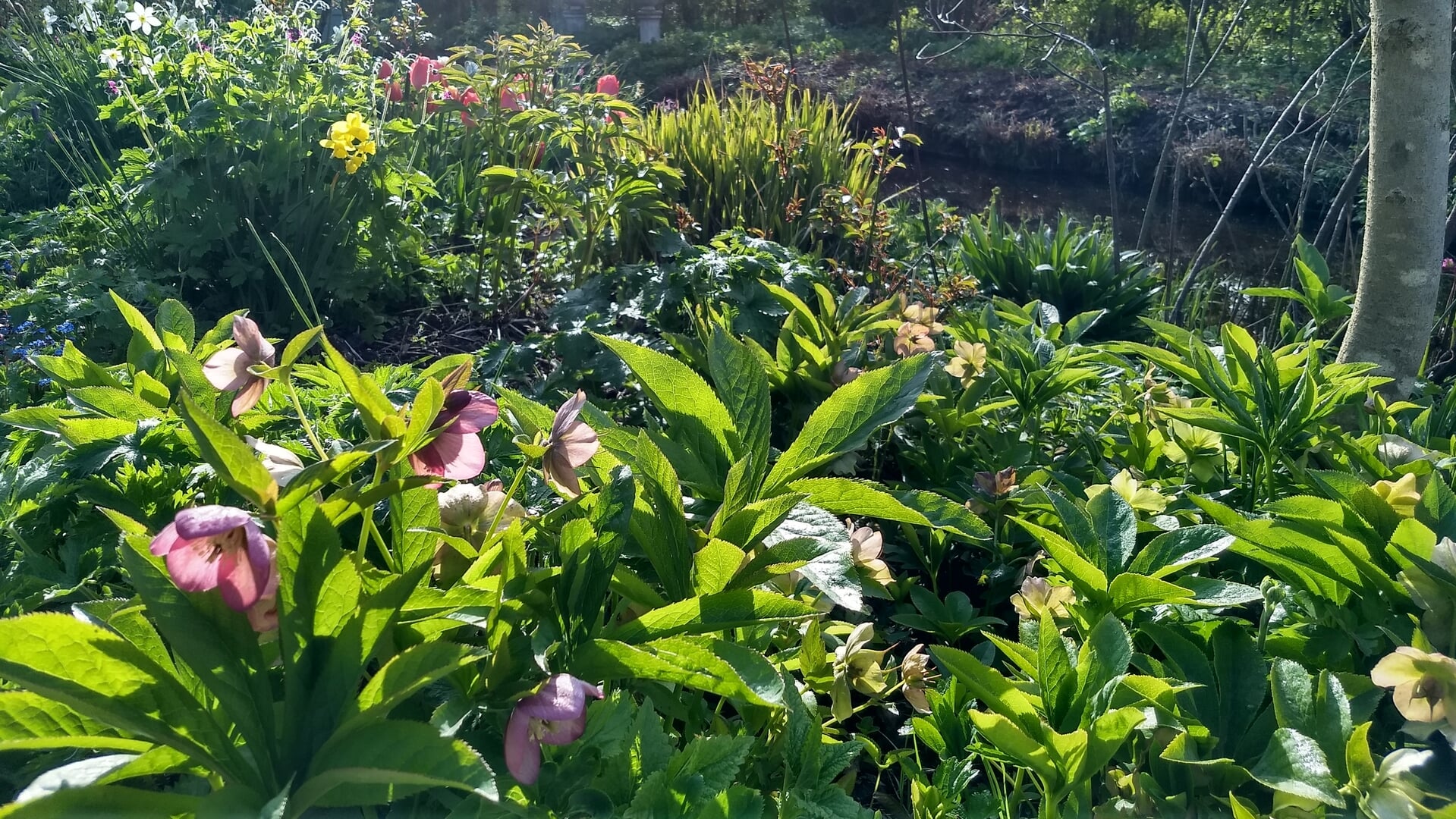 Nomineer een groene tuin tijdens de Nationale Tuinweek
