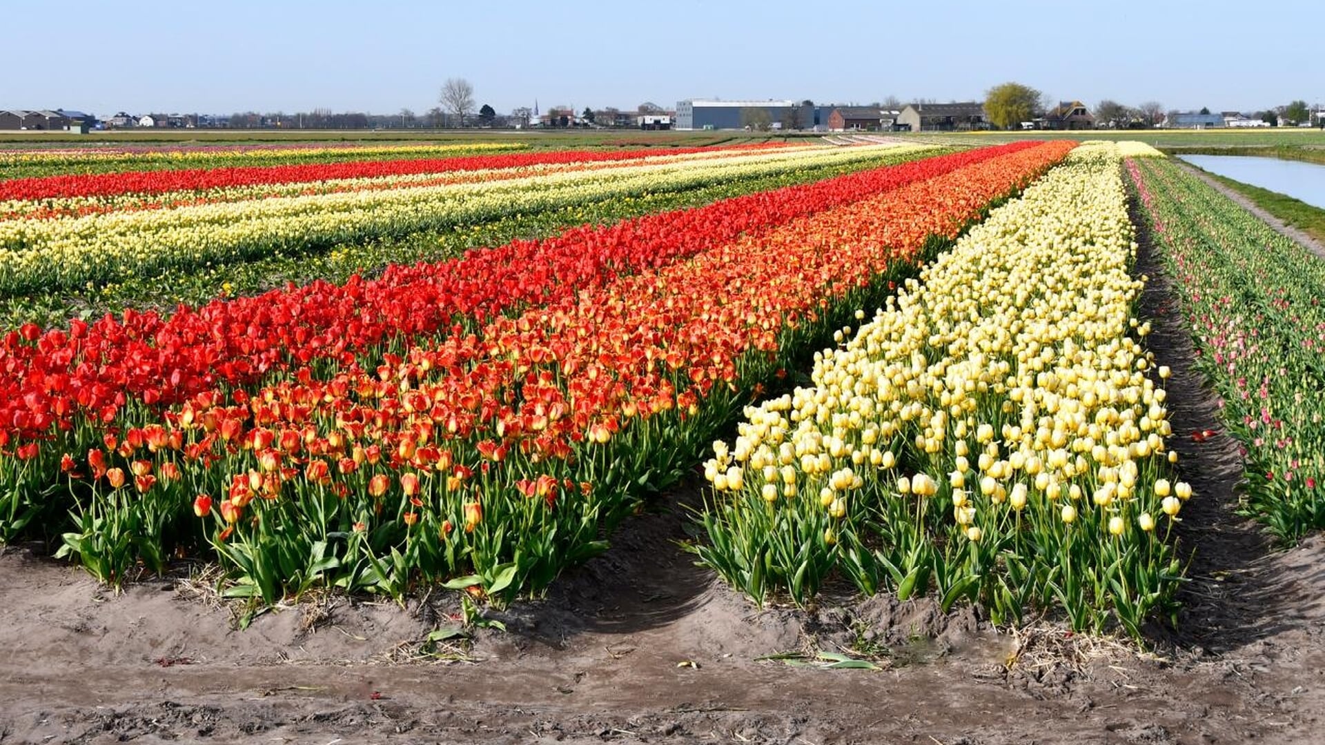 Duin- en Bollenstreek gemeenten presenteren gezamenlijk plan voor buitengebied