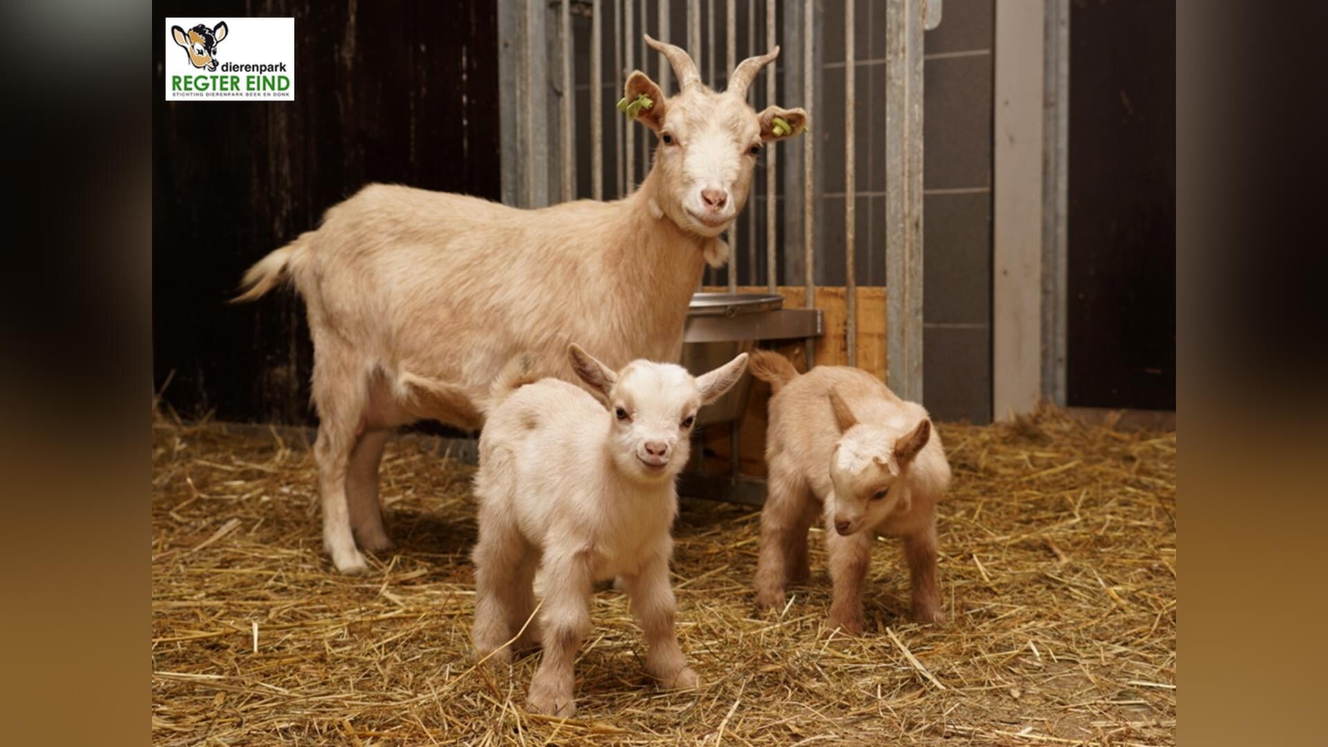 Lammetjesdag bij Dierenpark ’t Regtereind