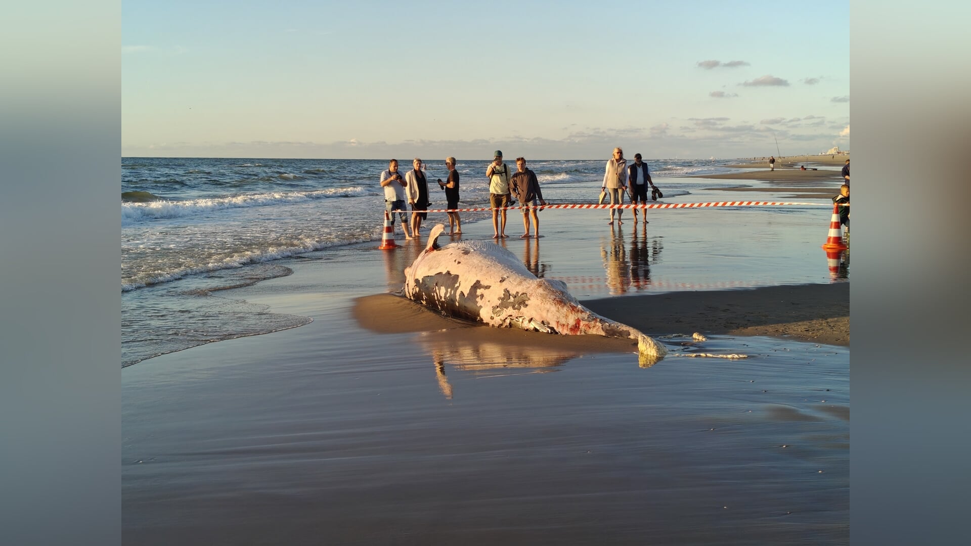 Blauwe dwergvinvis aangespoeld bij Katwijk