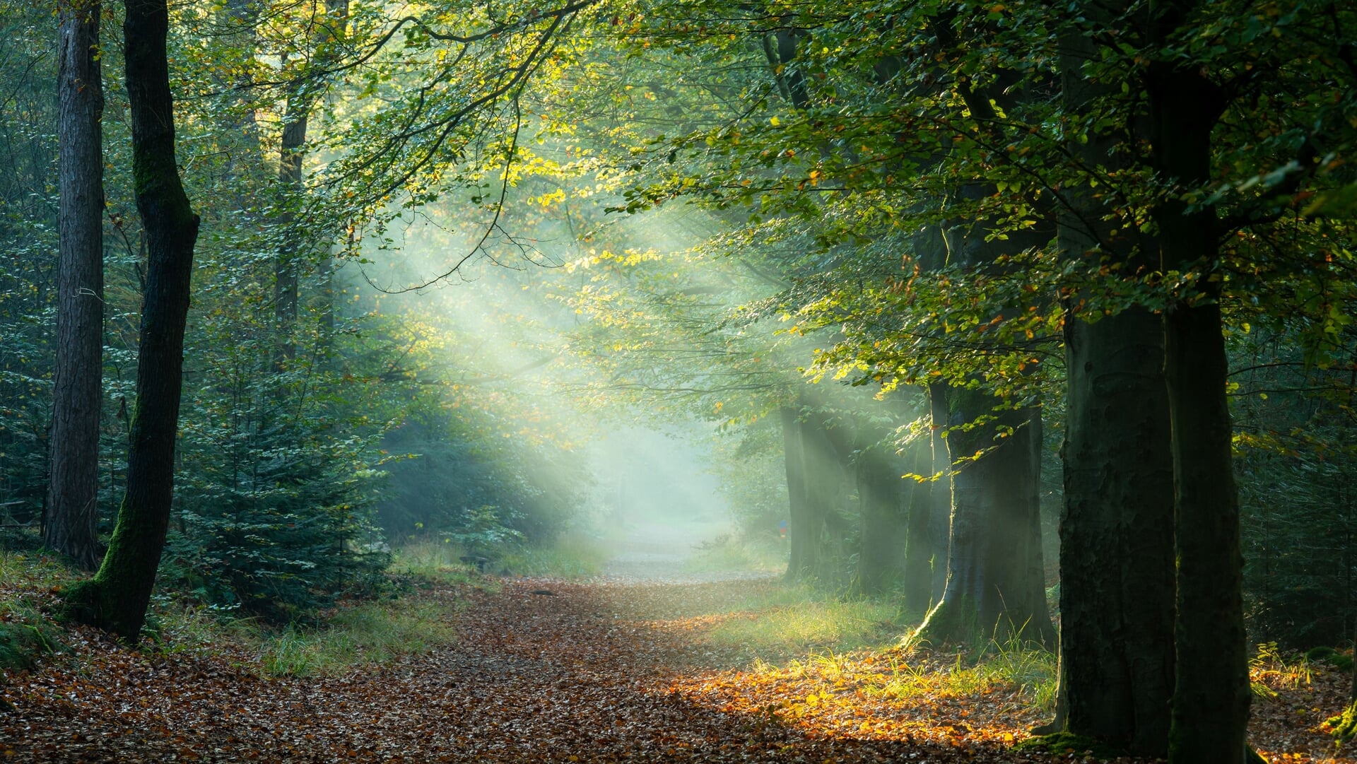Ontdek het eeuwenoude Rysterbosk volop natuur en cultuurhistorie