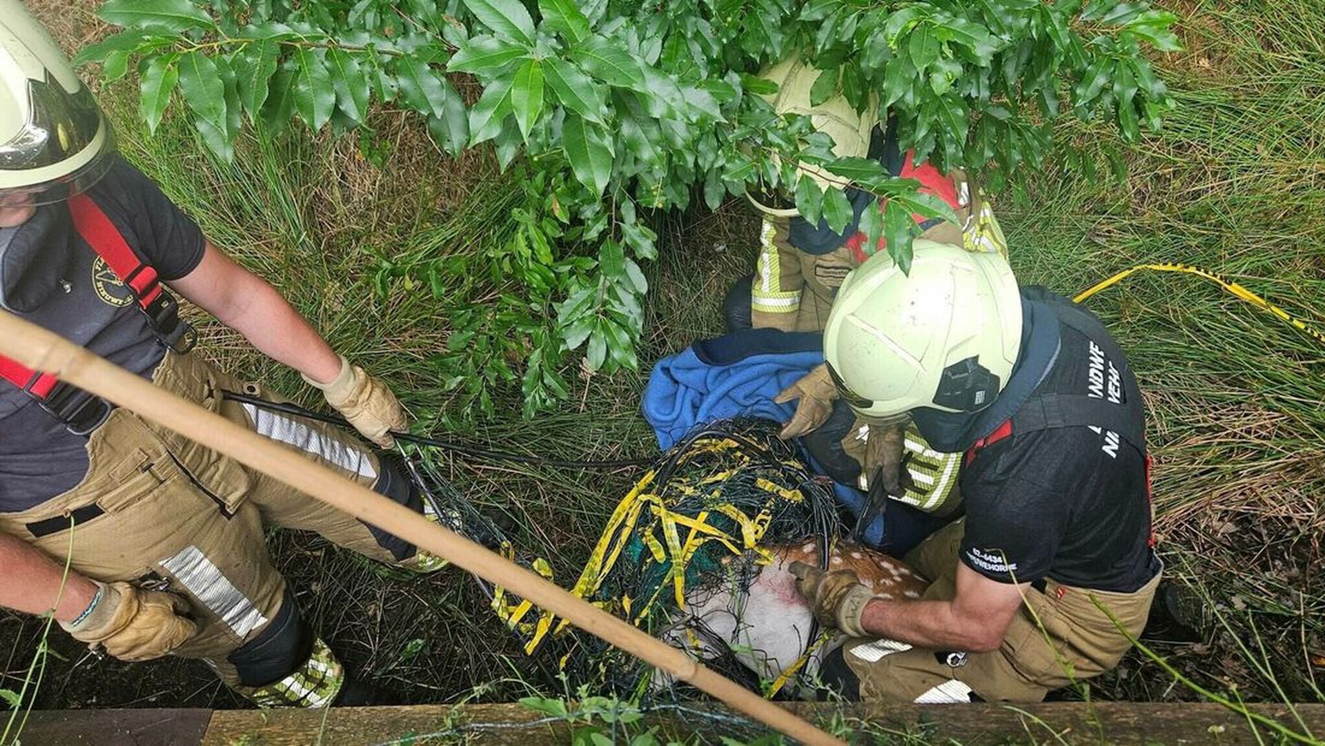 Damhert gered uit sloot in Katlijk