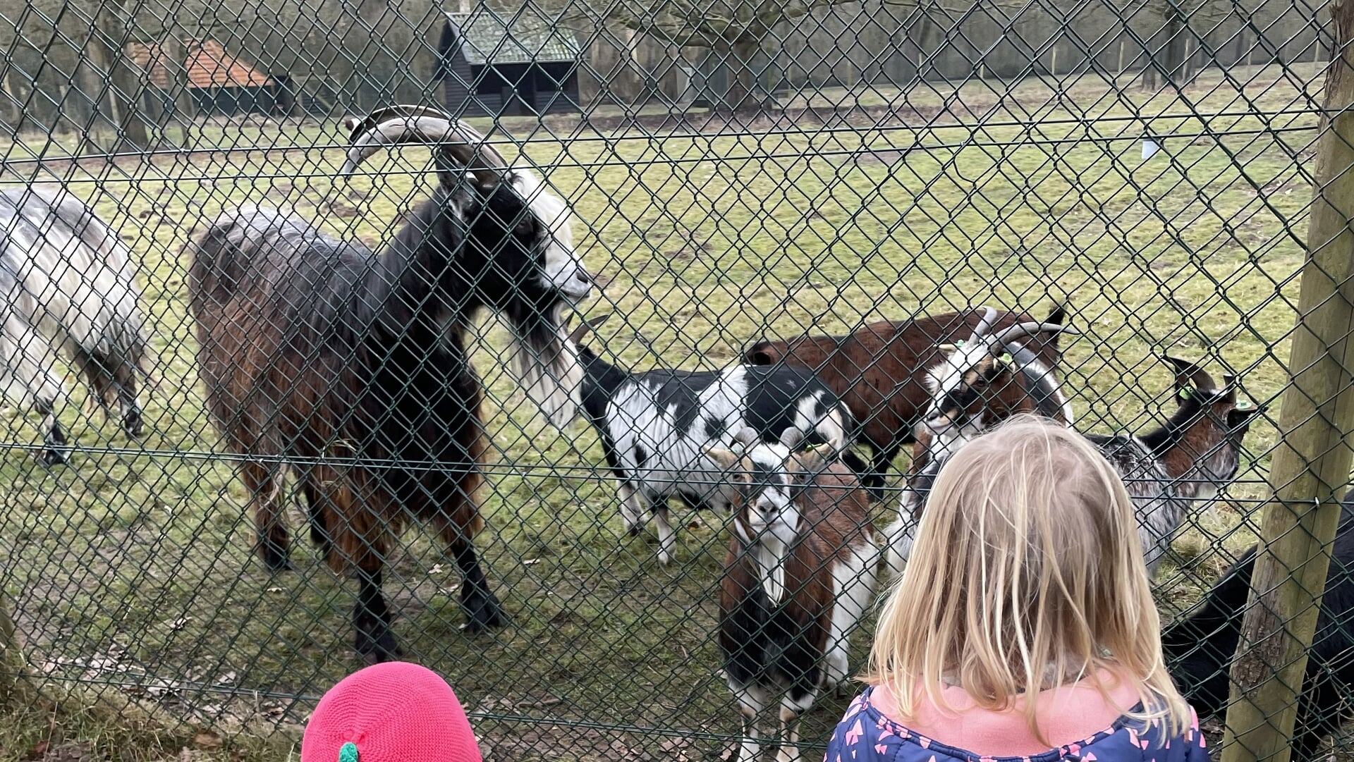 Goat-gate zet coalitie en oppositie lijnrecht tegenover elkaar