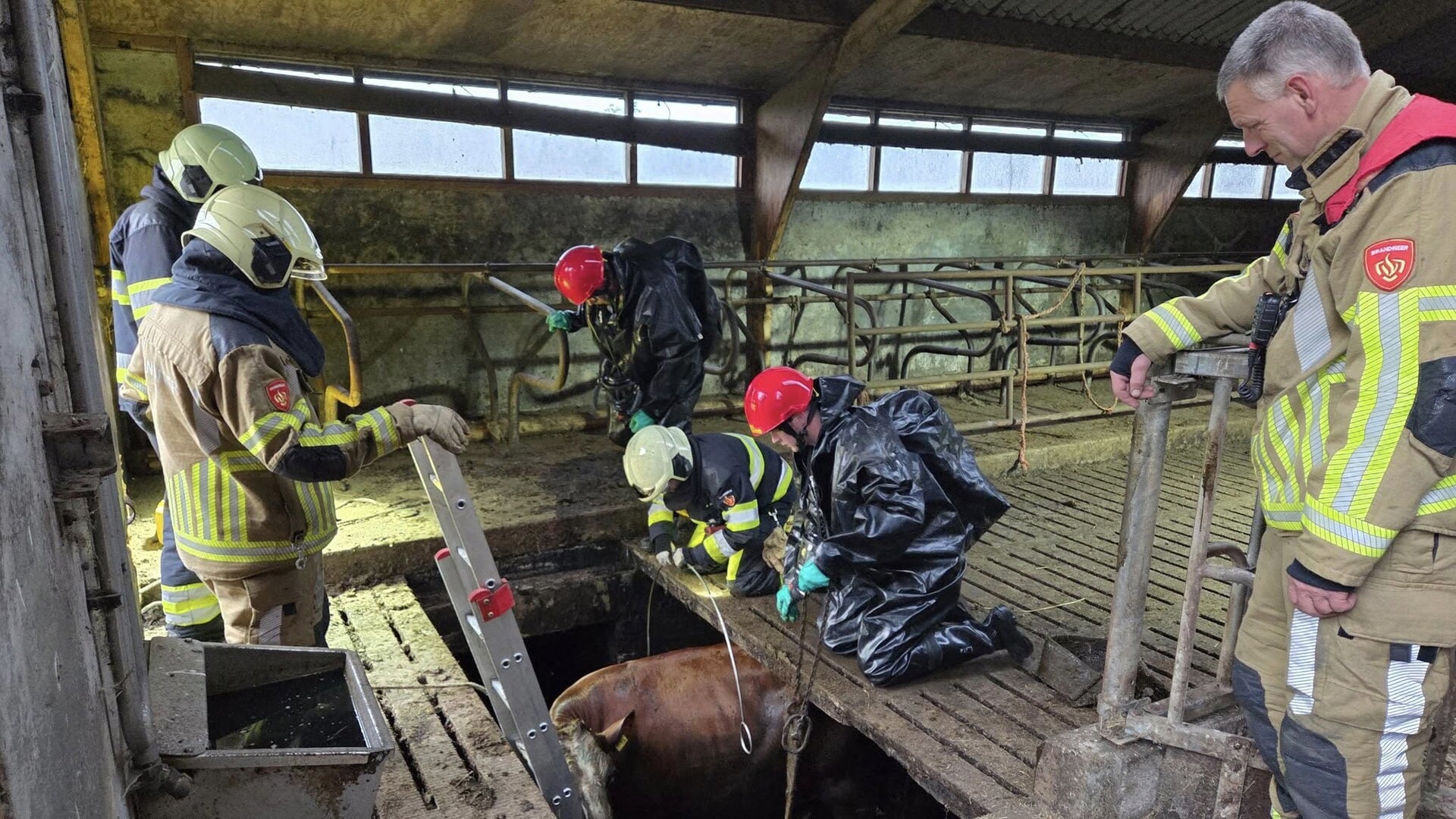 Zes pinken uit put gered in Delfstrahuizen