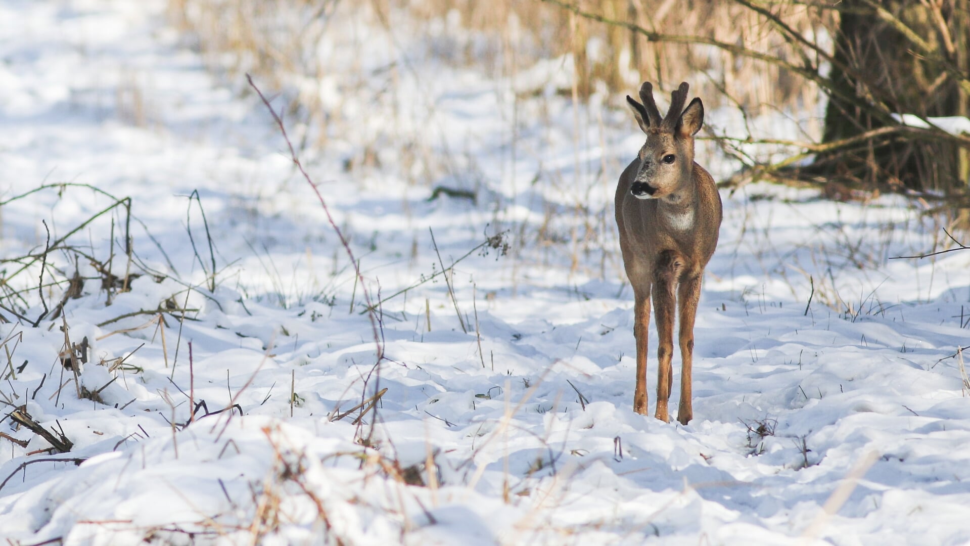 Zuid-Holland start campagne ‘Overstekend wild’