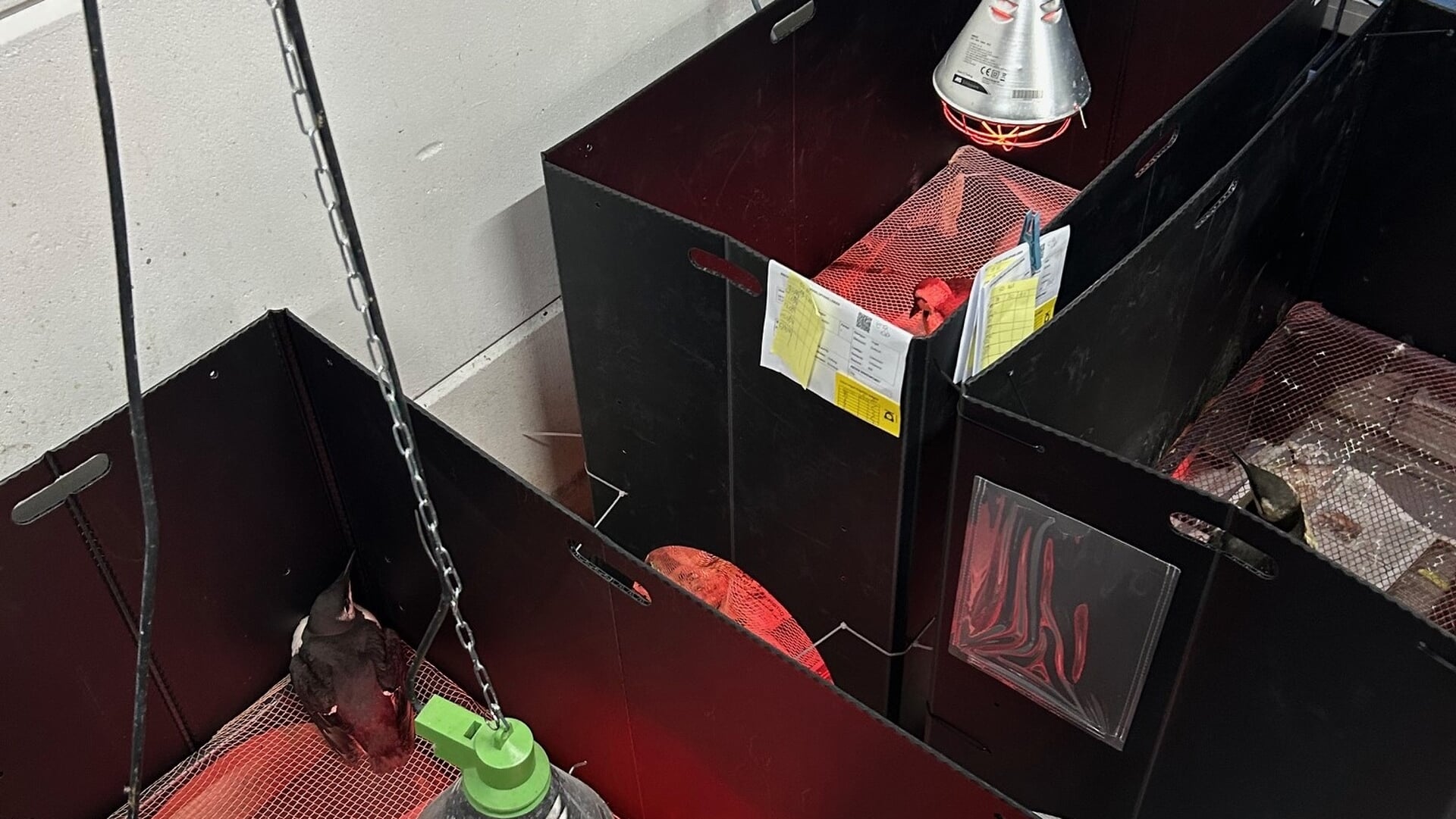 Ook olieslachtoffers in deze regio