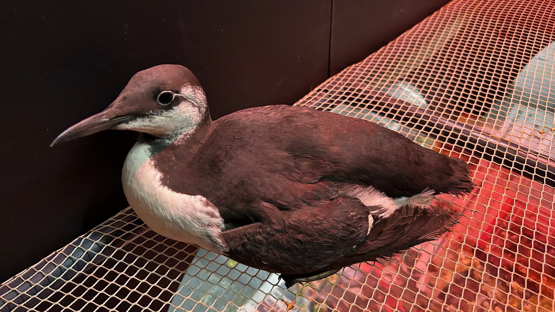 Ook in onze regio zijn er olieslachtoffers