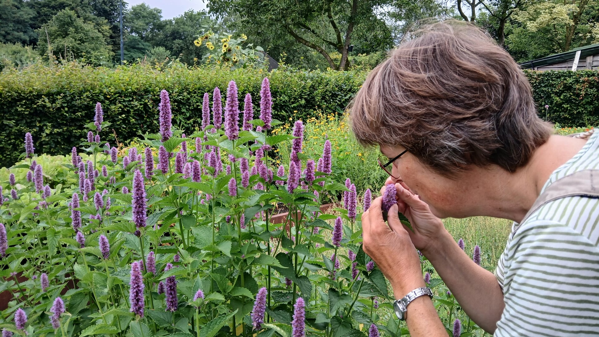 Verwondertocht tussen de kruiden