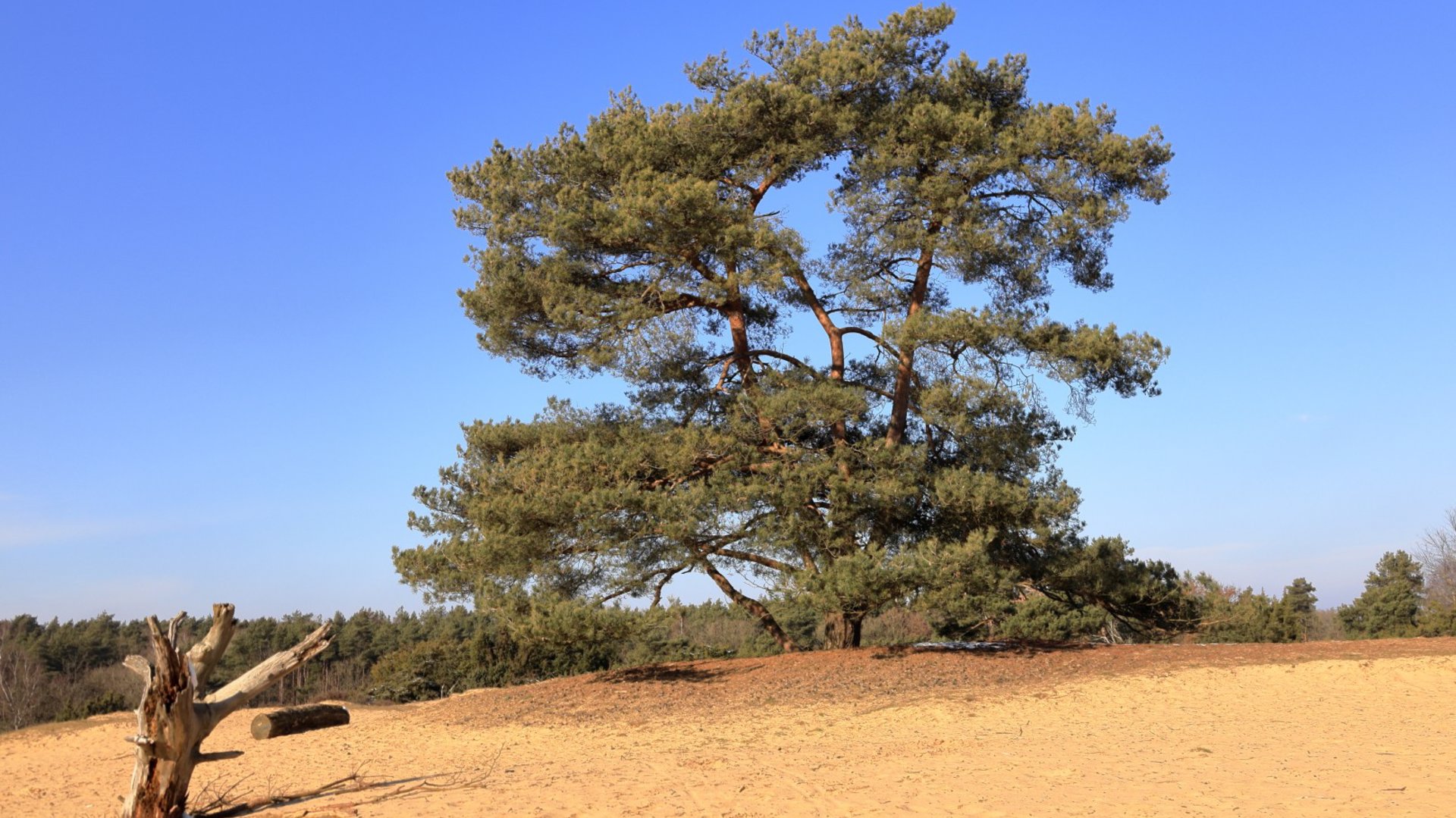 Wandeling over het Drouwenerzand