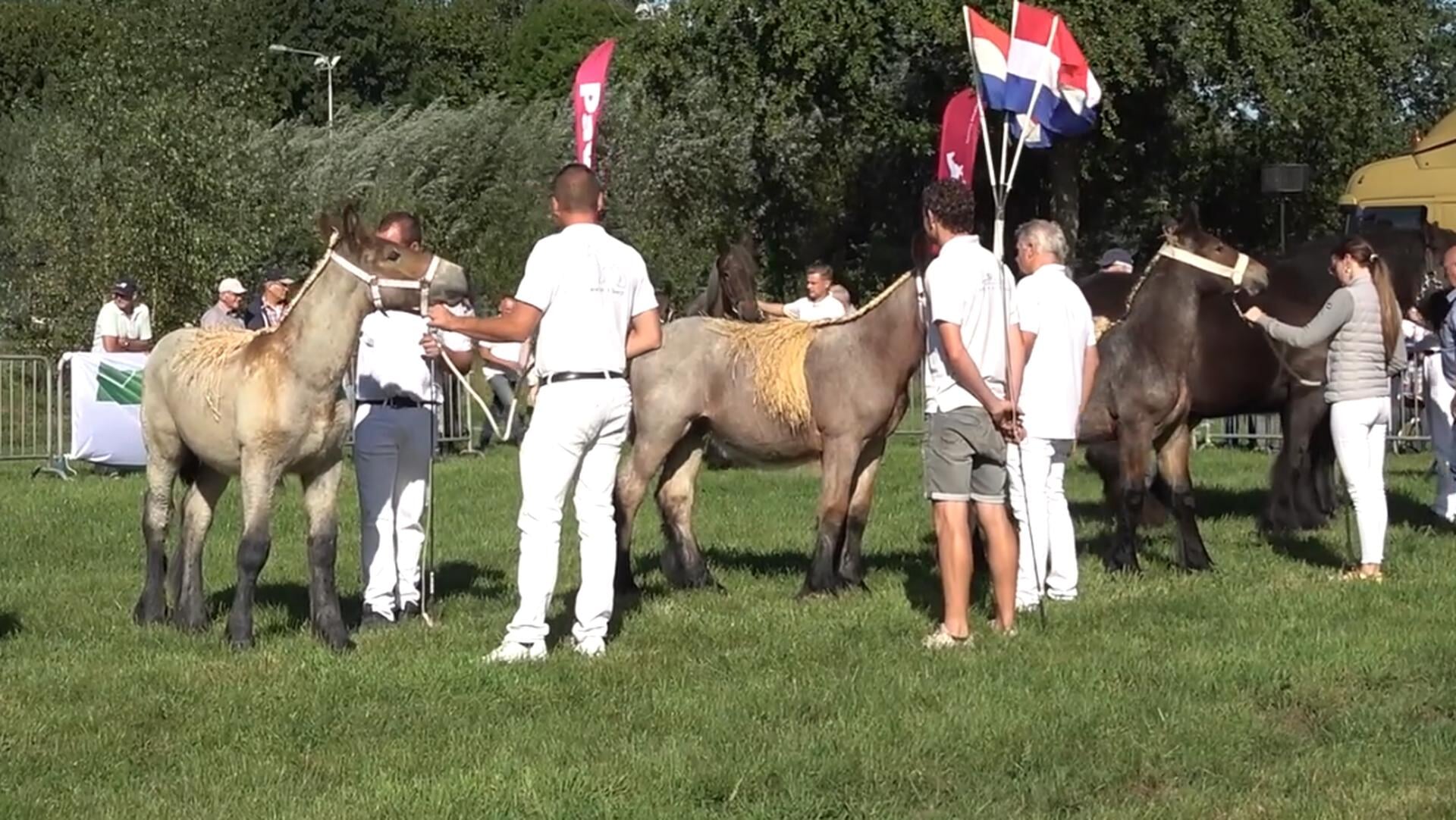 Fokpaardendag in Gemert