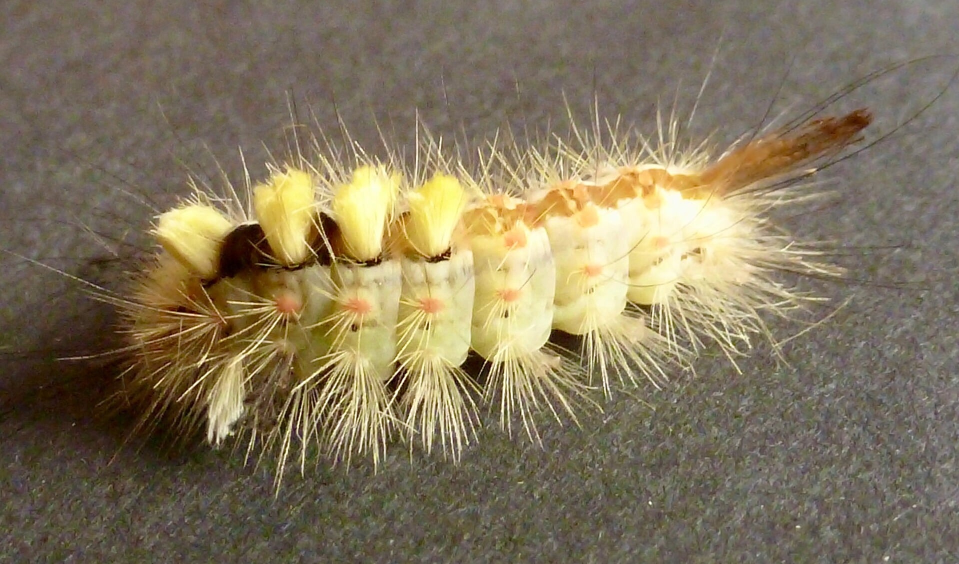 Welke vlinder wordt straks deze rups? - Bunniks Nieuws | Nieuws uit de ...