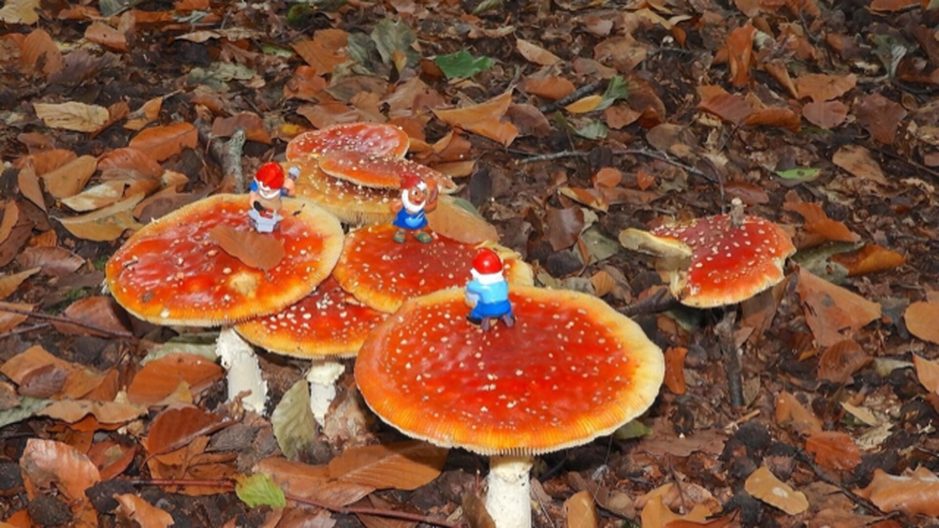 Cursus Paddenstoelen in de Meander