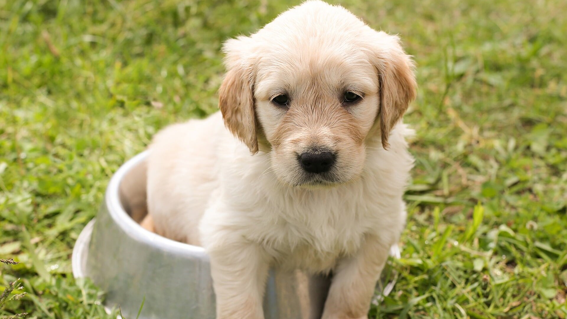 10 cadeautips voor Dierendag