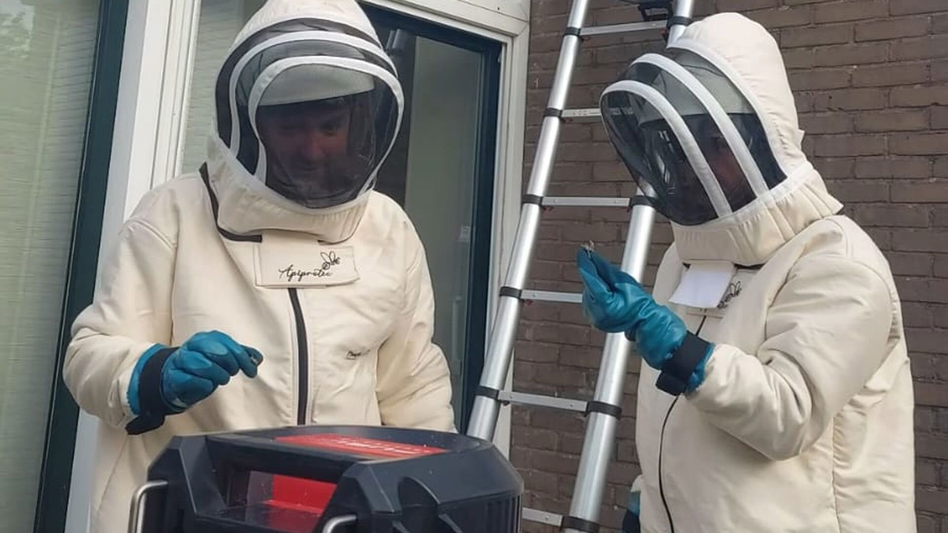 Eerste Aziatische hoornaarnest verwijderd in Sneek