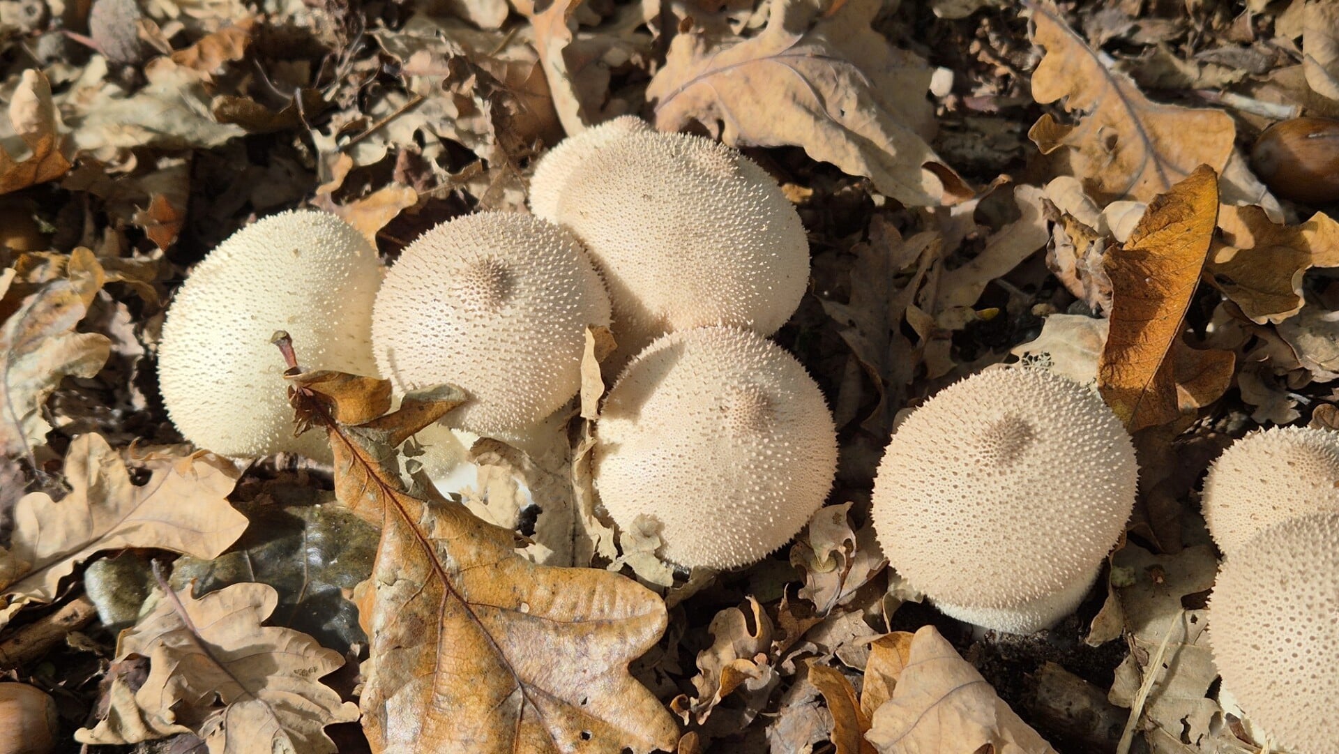 Genieten van seizoenspracht tijdens herfstwandeling