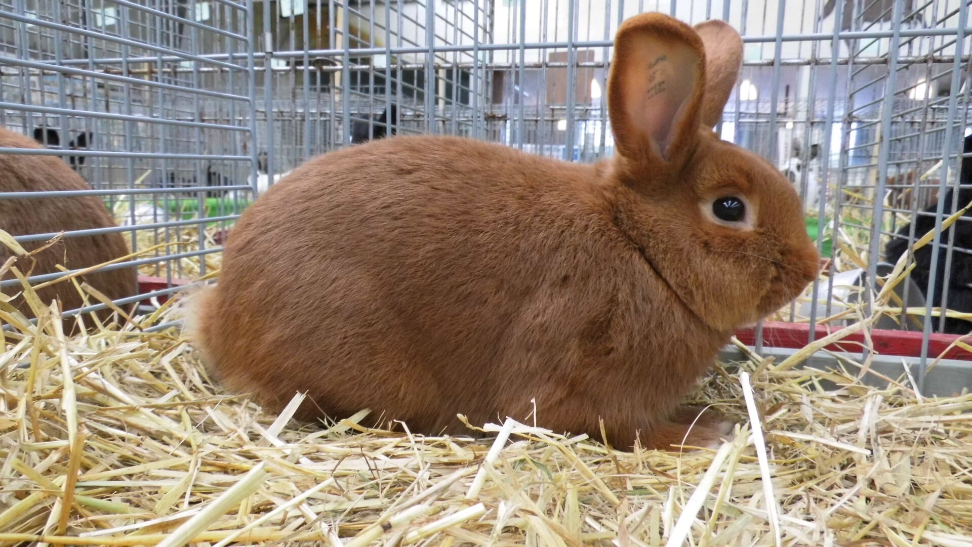 Kleindierententoonstelling terug in Sint-Michielsgestel