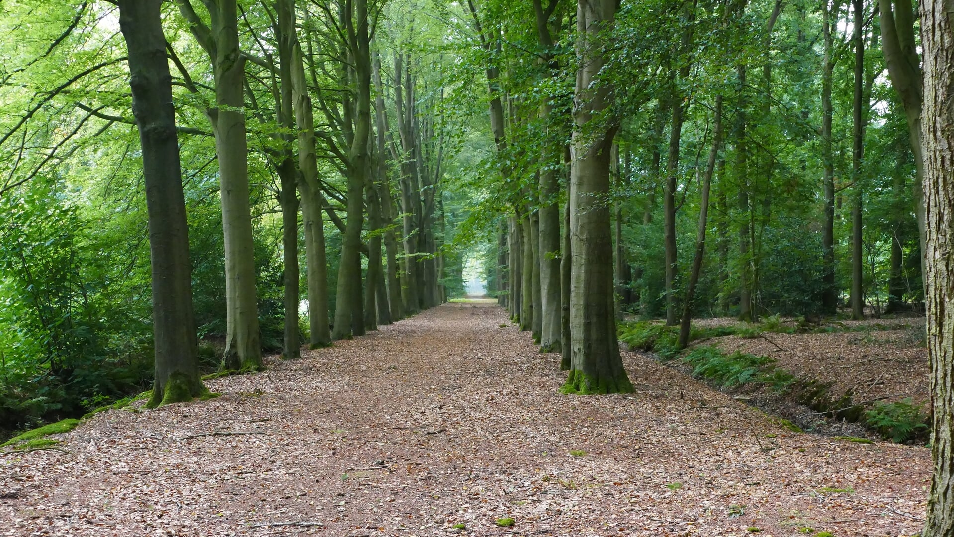 Wandeling voor senioren door het Wilhelminapark
