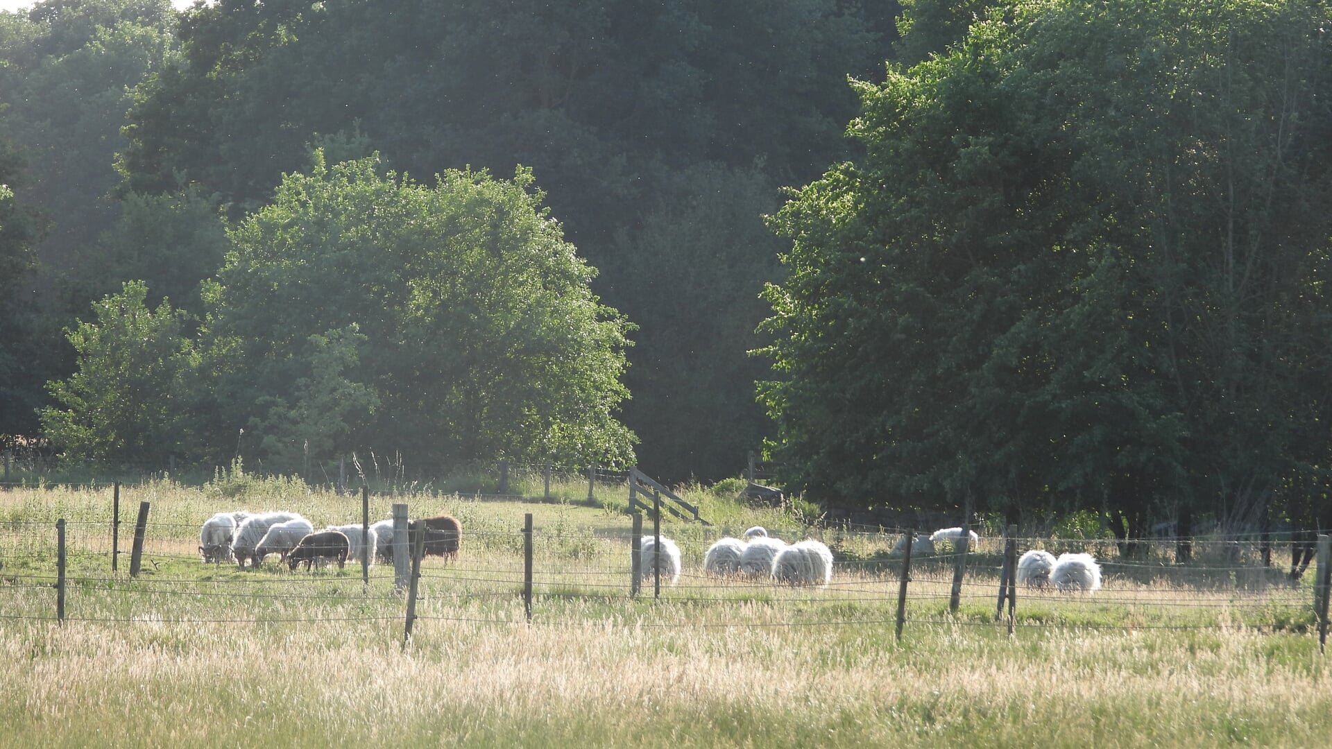 Agroforestry in Het Groene Woud