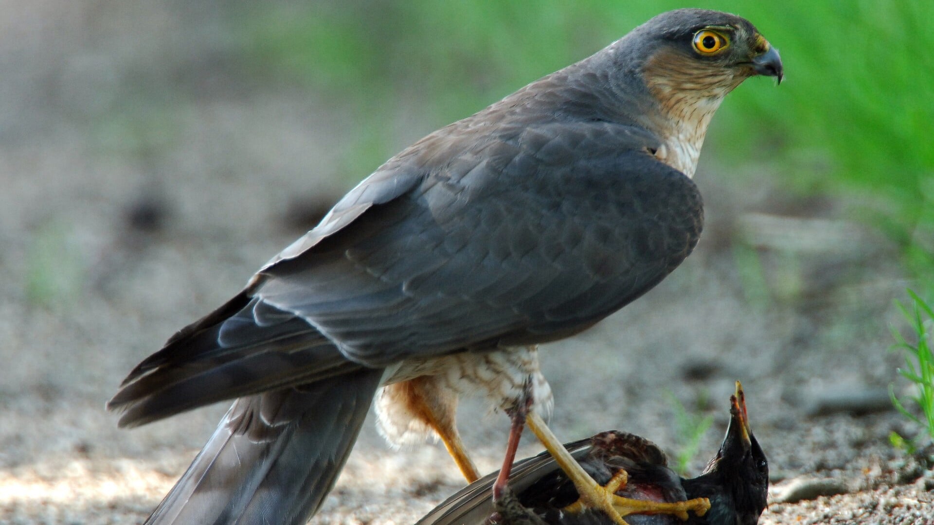 Lezing over roofvogels bij IVN Gemert-Bakel