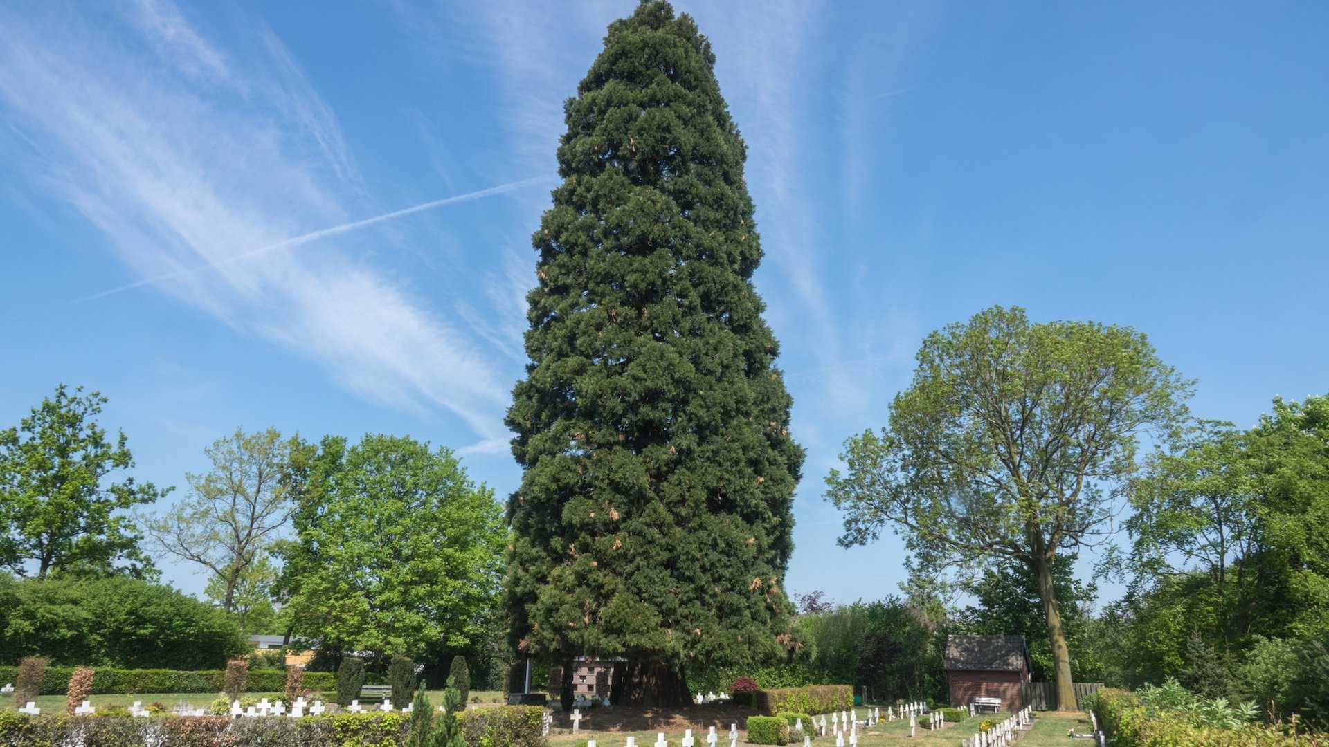 Welke-boom-is-de-mooiste-van-Meierijstad-