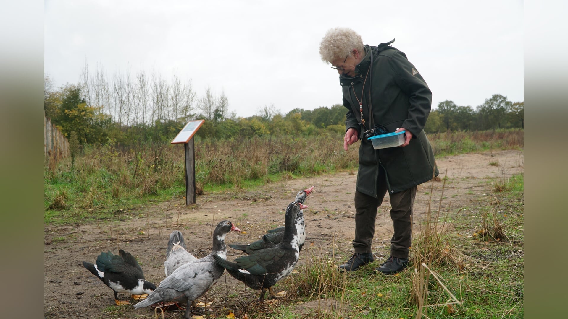 Gedumpt in het bos van Oudehorne: Knorrie, Miss Piggy en de eenden krijgen liefdevolle opvang (video